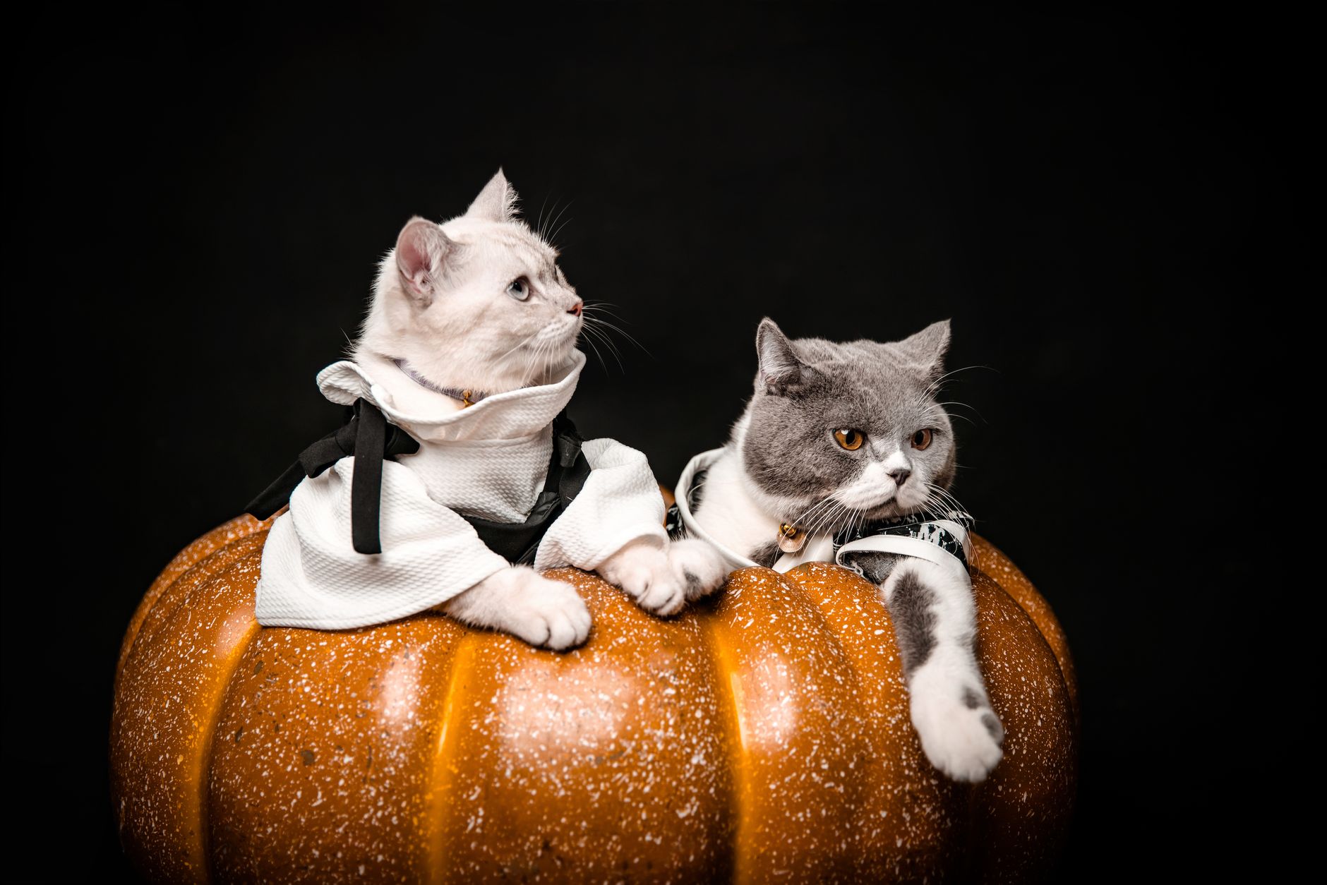 Dos gatos con disfraz de Halloween ligero apoyados sobre una calabaza