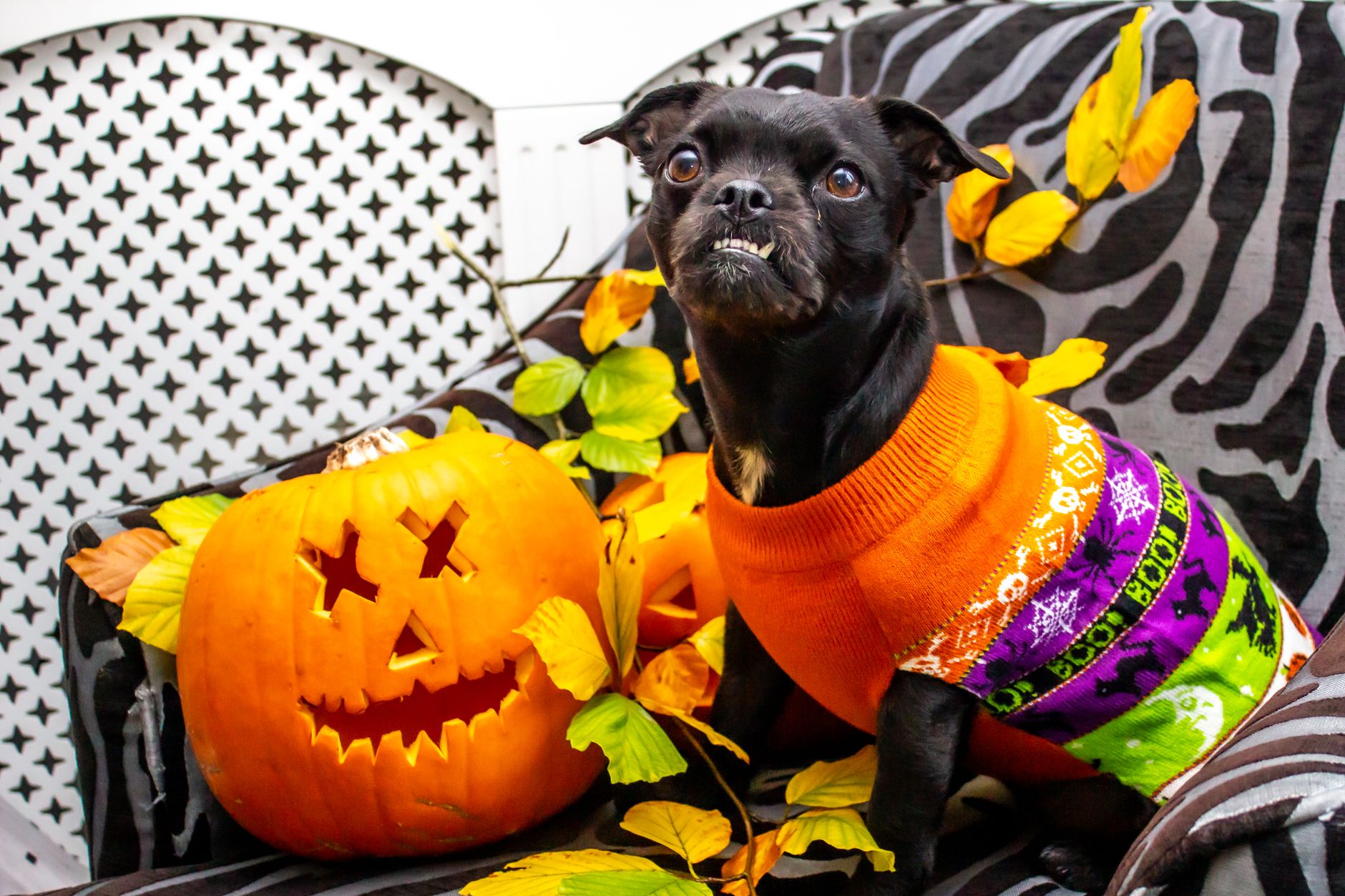 Perro pequeño negro con jersey de Halloween junto a una calabaza tallada