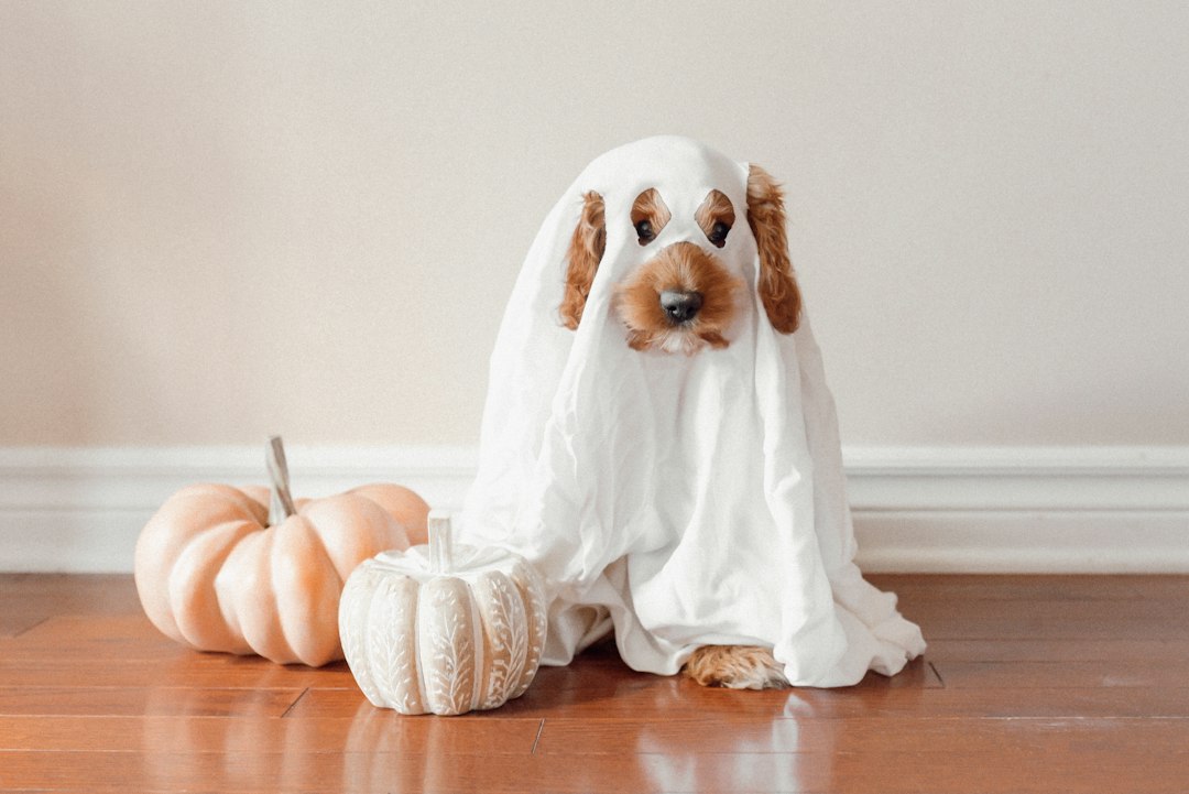 Perro con disfraz casero de fantasma junto a calabazas decorativas