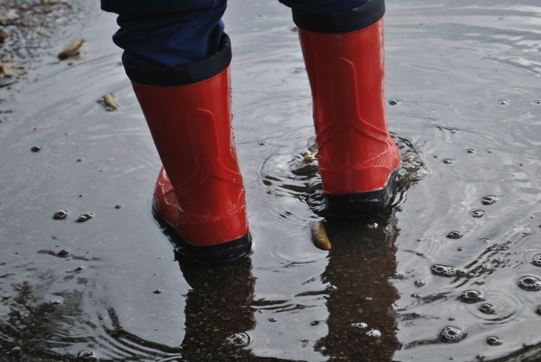 Botas de agua rojas dentro de un charco en un día de lluvia